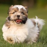 哈瓦那犬-缩略图-2