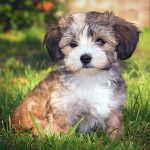 哈瓦那犬-缩略图-3