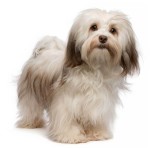 哈瓦那犬-缩略图-4