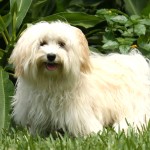 哈瓦那犬-缩略图-5