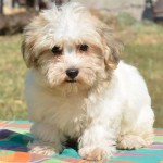 哈瓦那犬-缩略图-7