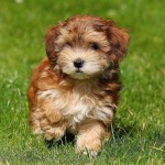 哈瓦那犬-缩略图-8