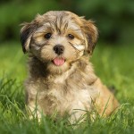 哈瓦那犬-缩略图-9