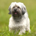 哈瓦那犬-缩略图-10