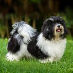 哈瓦那犬-缩略图-12