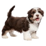 哈瓦那犬-缩略图-13