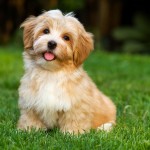 哈瓦那犬-缩略图-14