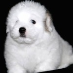 棉花面纱犬-缩略图-2