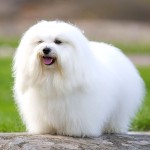 棉花面纱犬-缩略图-3