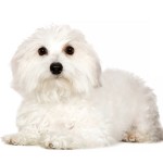 棉花面纱犬-缩略图-4