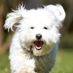 棉花面纱犬-缩略图-6