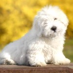 棉花面纱犬-缩略图-7