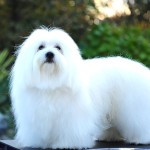 棉花面纱犬-缩略图-8