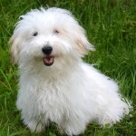 棉花面纱犬-缩略图-9