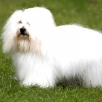 棉花面纱犬-缩略图-10