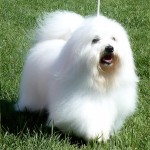 棉花面纱犬-缩略图-11