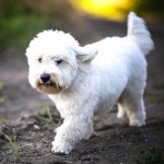 棉花面纱犬-缩略图-12