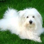 棉花面纱犬-缩略图-13