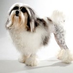 罗成犬-缩略图-1