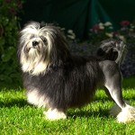 罗成犬-缩略图-2