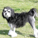 罗成犬-缩略图-4