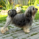 罗成犬-缩略图-5