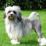 罗成犬-缩略图-6