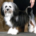 罗成犬-缩略图-8