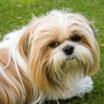 西施犬-缩略图-1