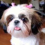 西施犬-缩略图-2