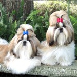 西施犬-缩略图-3