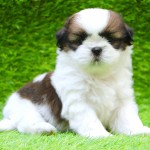 西施犬-缩略图-6