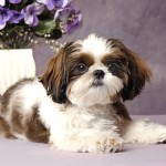 西施犬-缩略图-7