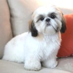 西施犬-缩略图-8