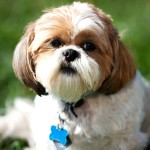 西施犬-缩略图-9