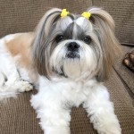 西施犬-缩略图-10