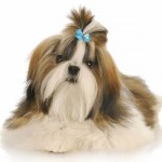 西施犬-缩略图-11