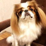 日本狆-缩略图-1