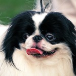 日本狆-缩略图-2