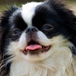 日本狆-缩略图-3