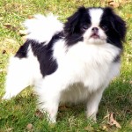 日本狆-缩略图-4