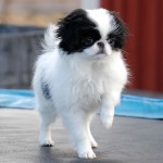 日本狆-缩略图-5