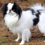 日本狆-缩略图-6