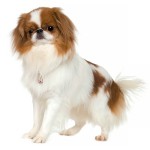 日本狆-缩略图-7