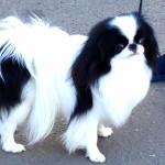 日本狆-缩略图-8