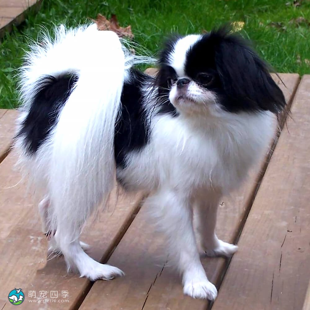 日本狆 日本小猎犬,狆 Japanese Chin 萌宠四季