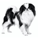 日本狆-缩略图-10