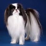 日本狆-缩略图-11