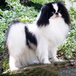 日本狆-缩略图-12