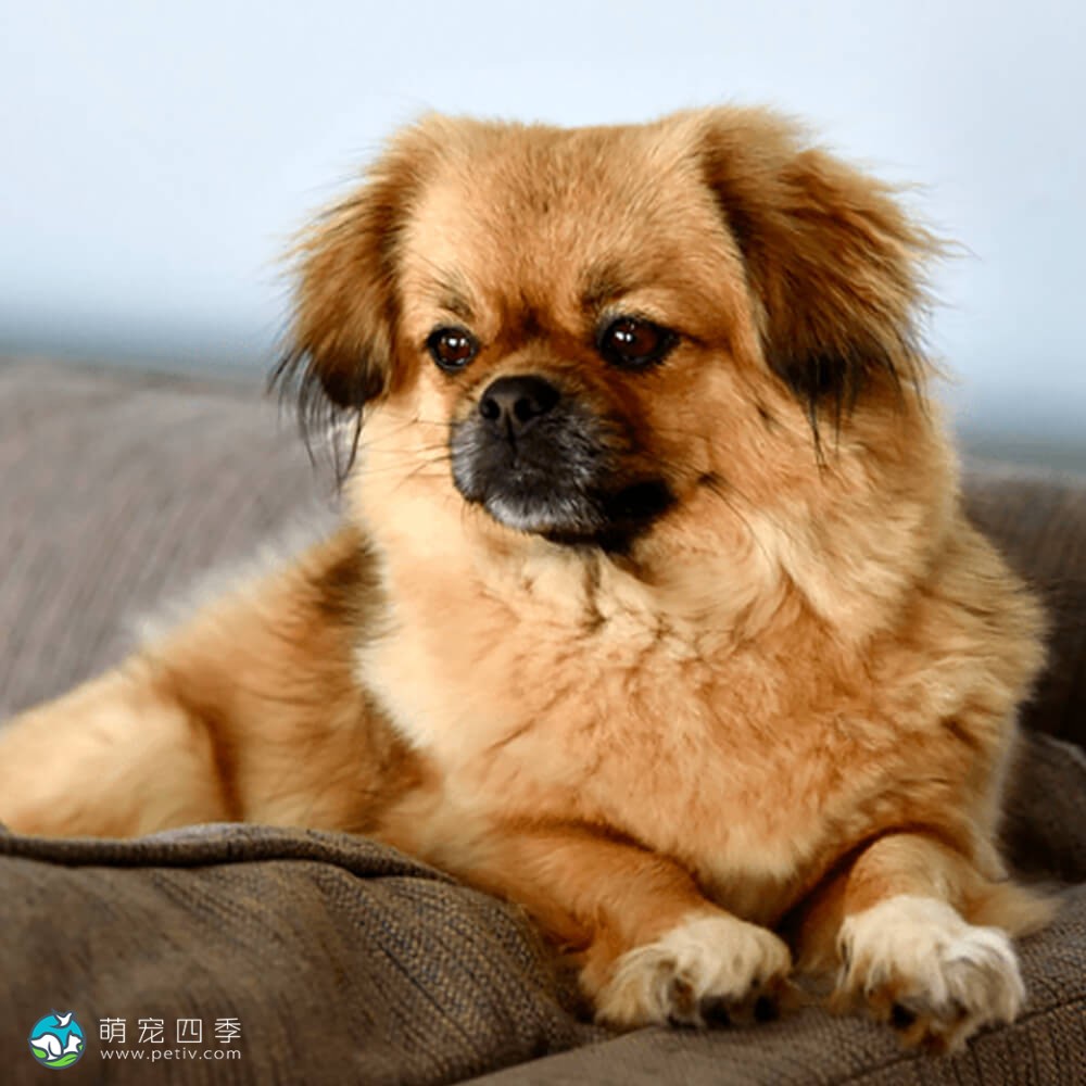 Deerts Metallschild 'Beware Of Tibetan Spaniel' – 20,3 X 30,5 Cm, Wetterfestes Alu-Schild Für Garten & Haus